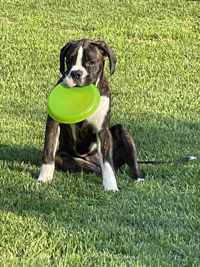 boxer